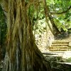 Costa Maya 2018