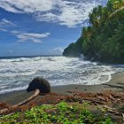 Kingstown (Saint Vincent)