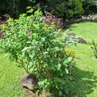 Kingstown (Saint Vincent)